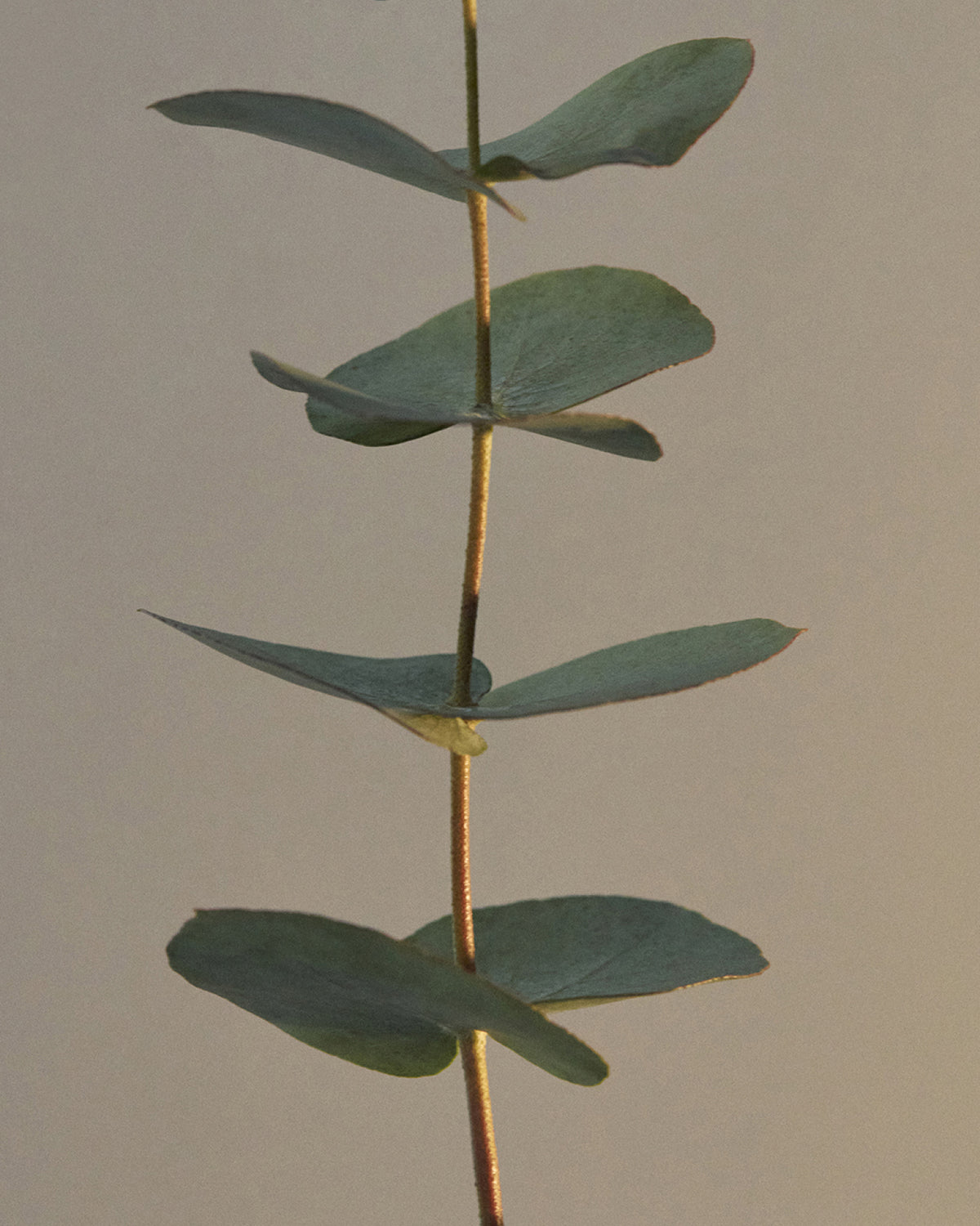 Lillypilly Hand Wash