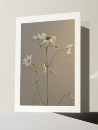 Flannel Flower 2