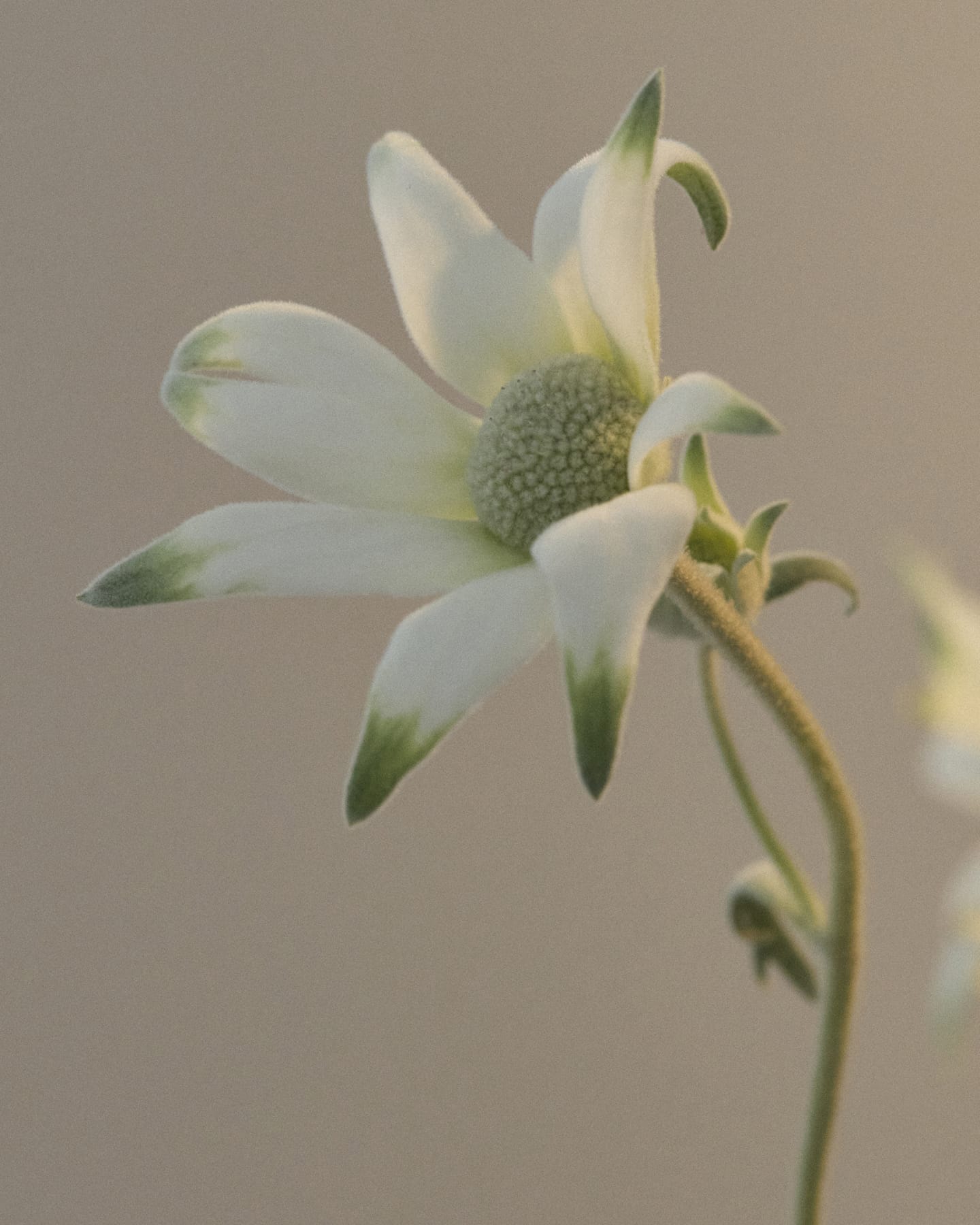 Flannel Flower: Mini Hand Duo