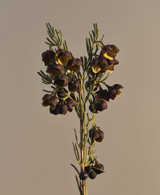 Boronia