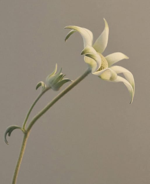 Flannel Flower