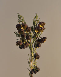 Boronia}