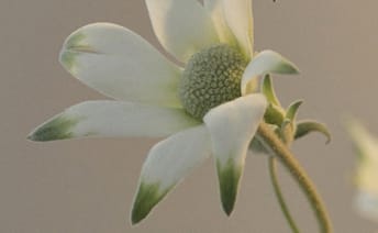 Flannel Flower}